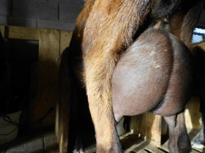 Farma Lazarević - Dobrim odabirom grla i kvalitetnom ishranom do visoke mlečnosti