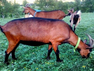 Farma Lazarević - Francuske alpine