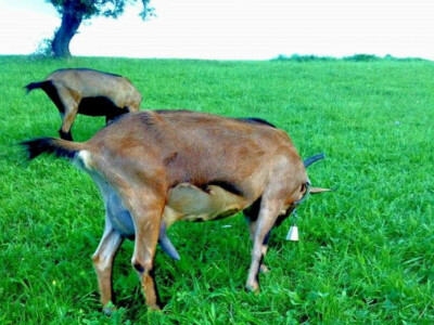 Farma Lazarević - Pašnjak u Pljevljima