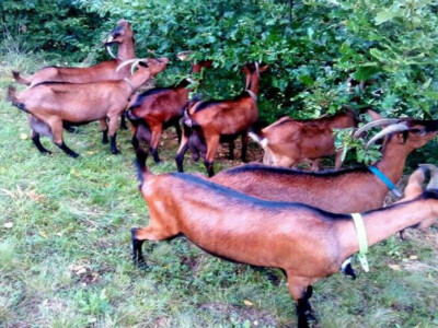 Farma Lazarević -  Uživanje u brstu