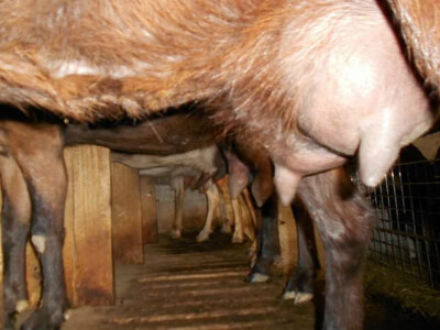 Farma Lazarević - Visokomlečna grla