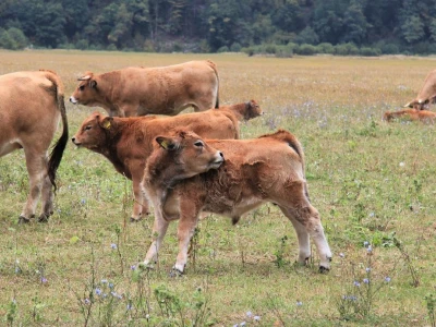 Farma Lužak
