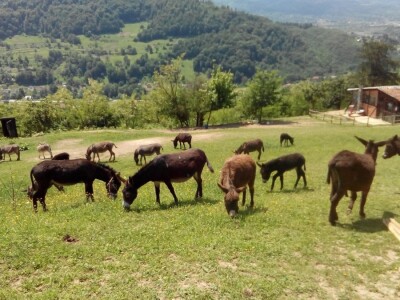 Farma magaraca Zavidovići - Mali farmer