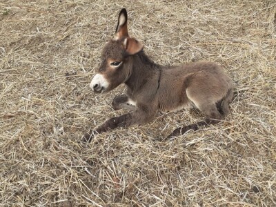 Farma magaraca Zavidovići - Mali farmer