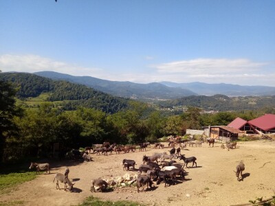 Farma magaraca Zavidovići - Mali farmer