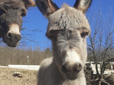 Farma magaraca Zavidovići - Mali farmer