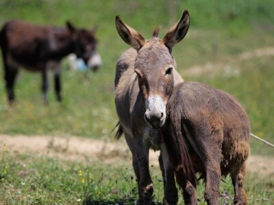 Farma magaraca Zavidovići - Mali farmer