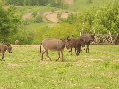 Farma magaraca Zavidovići - Mali farmer