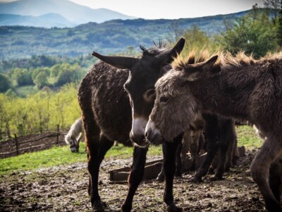 Farma magaraca Zavidovići - Mali farmer