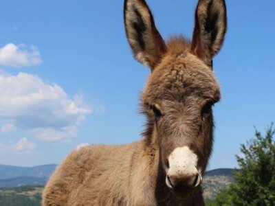 Farma magaraca Zavidovići - Mali farmer