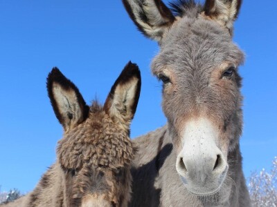 Farma magaraca Zavidovići - Mali farmer