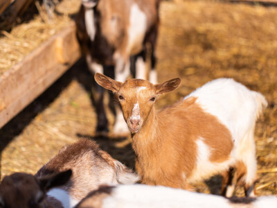 Farma Malak dobila halal certifikat