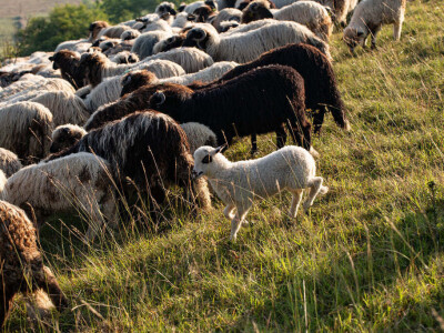 Farma Malak dobila halal certifikat