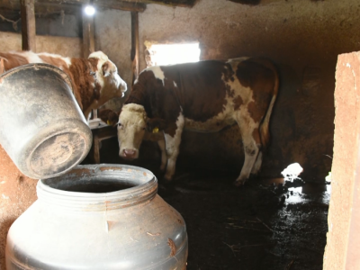 Farma mlečnih krava - Simićevo