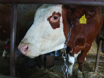 Farma mlečnih krava - Simićevo