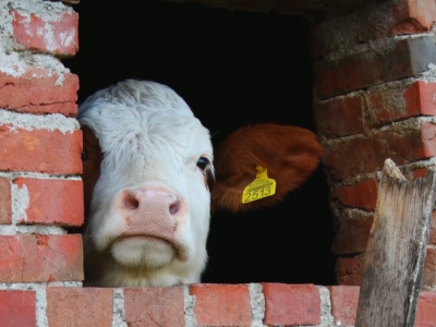 Farma mlečnih krava - Simićevo