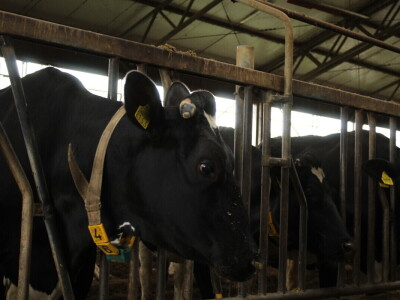 Farma muznih krava Arator u Lovasu