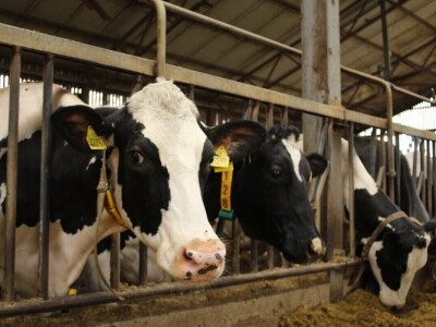 Farma muznih krava Arator u Lovasu