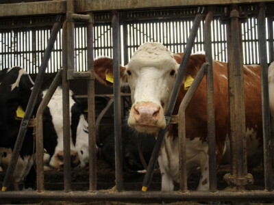 Farma muznih krava Arator u Lovasu