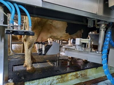 Farma muznih krava Mužlai