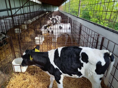 Farma muznih krava Mužlai