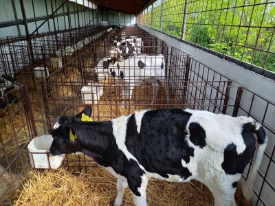 Farma muznih krava Mužlai