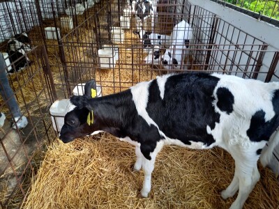 Farma muznih krava Mužlai