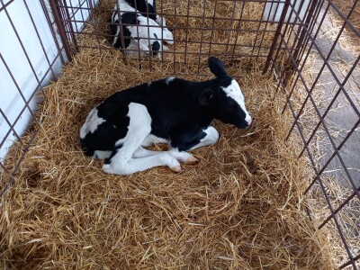 Farma muznih krava Mužlai