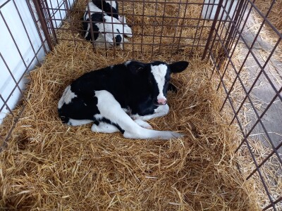 Farma muznih krava Mužlai