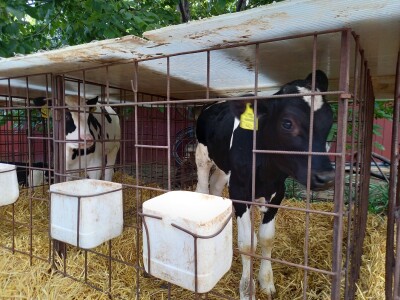 Farma muznih krava Mužlai