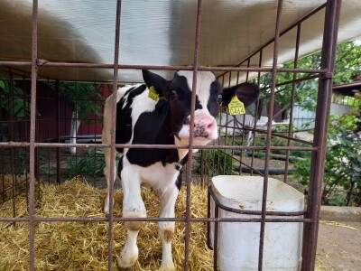 Farma muznih krava Mužlai