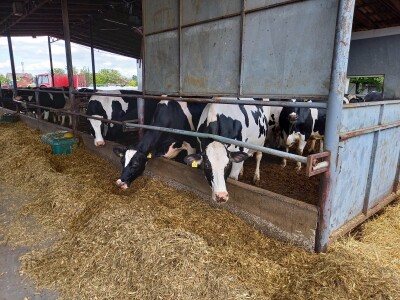 Farma muznih krava Mužlai