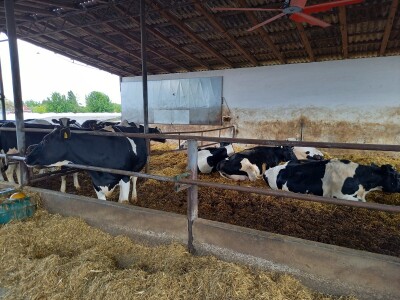 Farma muznih krava Mužlai