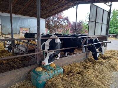 Farma muznih krava Mužlai