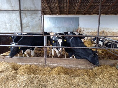 Farma muznih krava Mužlai