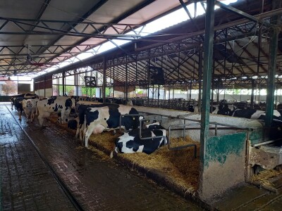 Farma muznih krava Mužlai