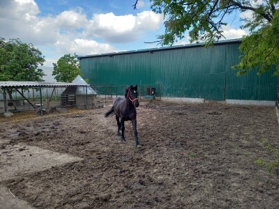 Farma muznih krava Mužlai