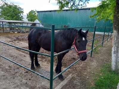 Farma muznih krava Mužlai
