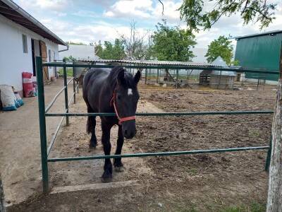 Farma muznih krava Mužlai
