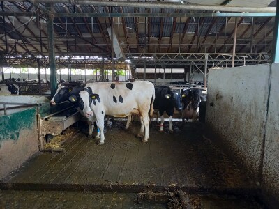 Farma muznih krava Mužlai