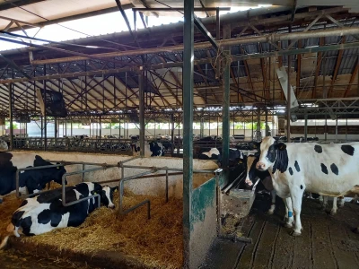 Farma muznih krava Mužlai