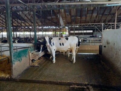 Farma muznih krava Mužlai