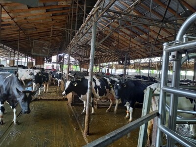 Farma muznih krava Mužlai