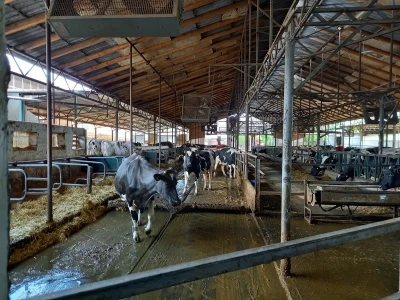 Farma muznih krava Mužlai