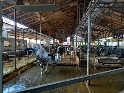 Farma muznih krava Mužlai