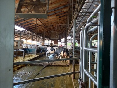 Farma muznih krava Mužlai