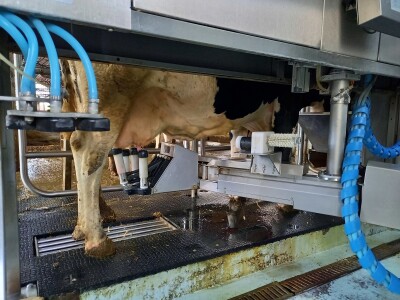 Farma muznih krava Mužlai