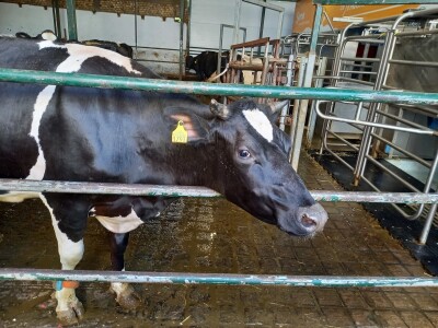 Farma muznih krava Mužlai