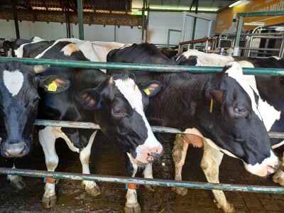 Farma muznih krava Mužlai