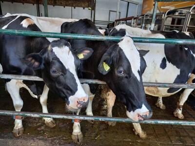 Farma muznih krava Mužlai